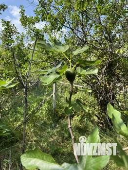 Дом 33м², 2-этажный, участок 4 сот.