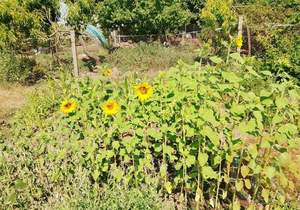 Дом 75м&sup2;, 1-этажный, участок 13 сот.  