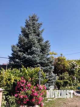 Дом 430м&sup2;, 2-этажный, участок 12 сот.  