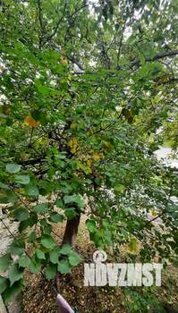 1-к квартира, вторичка, 31м2, 1/5 этаж